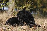 BOUVIER DES FLANDRES 281